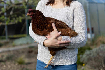 A woman holding brown hen. Woman holding a little brown chicken on a light background. Agricultural and ecologic theme, domestic animal.  