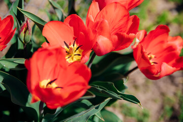 Glade of red tulips. Flowers in the park on a flower bed. Natural background and texture.