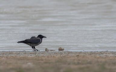 bird, natur, wild lebende tiere, tier, finch, spatz, schnabel,