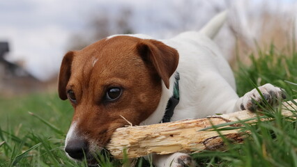 Pies Jack Russell Terrier na spacerze gryzący patyk. Jack Russell Terrier dog on a walk biting a stick.