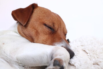 Śpiący pies z brązową główką na białych poduszkach.   Sleepy dog ​​with a brown head on white pillows. Jack Russell Terrier. - obrazy, fototapety, plakaty