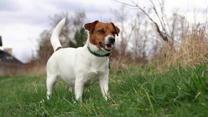 Pies na spacerze  na zielonej trawce. The dog goes for a walk on the green grass. Jack Russell Terrier.