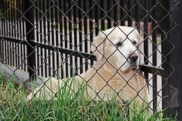 Pies Golden Retriever leżący na trawie za ogrodzeniem.  A Golden Retriever dog lying in the grass behind a fence. - obrazy, fototapety, plakaty