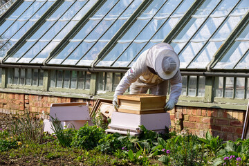 Fototapeta Beekeeper collecting honey from bee hive in beekeeping suit obraz