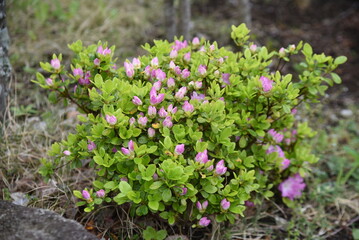Japanese Kurume Azalea (Rhododendron obtusum) flowers. The characteristic of this flowering tree is...