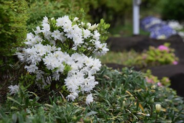 Japanese Kurume Azalea (Rhododendron obtusum) flowers. The characteristic of this flowering tree is that the flowers are smaller and have better flowering than other varieties, and the flowering time 