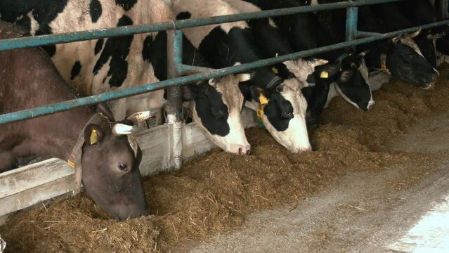 Dairy cows in a feedlot called “compost barn”. The system aims to improve the comfort and well-being of the animals and to increase the productivity levels of the herd. Inside the farm with cows.