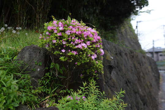 Japanese Kurume Azalea (Rhododendron obtusum) flowers. The characteristic of this flowering tree is that the flowers are smaller and have better flowering than other varieties, and the flowering time 