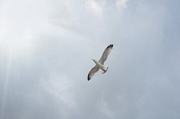 Obraz premium A seagull in a cloudy sky flies towards the sun. A bird in flight with outstretched wings.