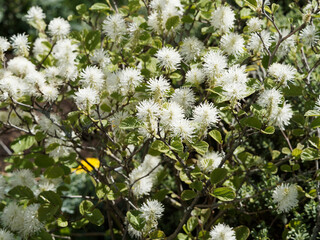 Touffes de fleurs de Fothergilla major ou grand Fothergilla sur épis en pompons blanc hérissés...