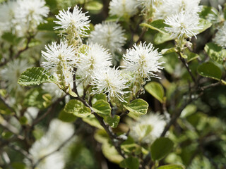Fothergilla major 'Lodd' | Grand Fothergilla, arbuste ornemental à floraison printanière en épis de grappes d'étamines blanches hérissées dans un feuillage vert et blanc bleuté, oval, denté vert 