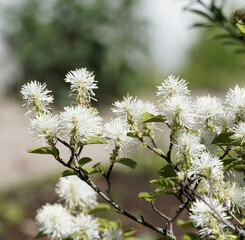 Fothergilla major ou Grand Fothergilla, petit buisson décoratif à floraison en pompons blancs hérissés sans pétales au feuillage vert brillant, revers bleuté