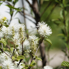 Arbuste d'ornement fothergilla major à branches ramifiées de feuilles vertes bleutées brillantes et touffes de fleurs blanches à étamines hérissées