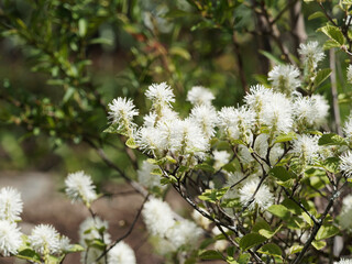 Fothergilla major 'Lodd' | Grand Fothergilla, arbuste ornemental à floraison printanière en épis de grappes d'étamines blanches hérissées dans un feuillage vert et blanc bleuté, oval, denté vert 
