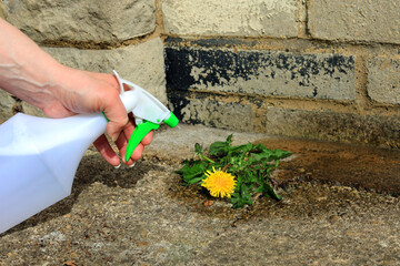 A spray bottle full of weed killer being used to eliminate a dandelion weed from a garden courtyard. - obrazy, fototapety, plakaty