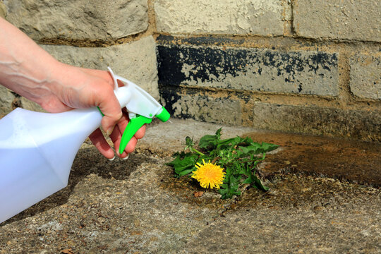 A spray bottle full of weed killer being used to eliminate a dandelion weed from a garden courtyard.