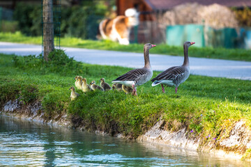 goose and ducks