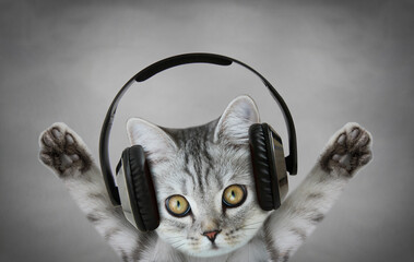 Scottish cat listening to music with headphones. 