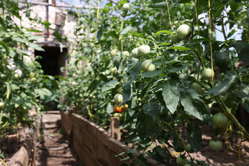 Bunch of green tomatoes ripening in modern greenhouse
