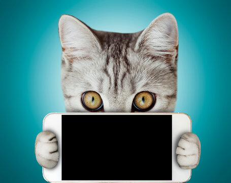 Scottish cat holding smartphone on blue background