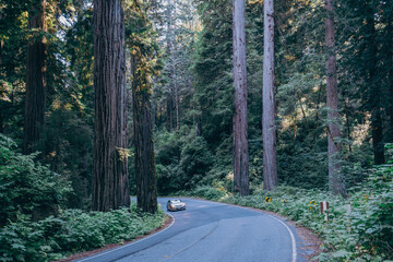 Road in the redwoods