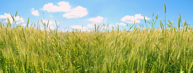 Obraz premium natural background with growing rye. Green-yellow wheat field and blue sky with clouds. harvest season. banner