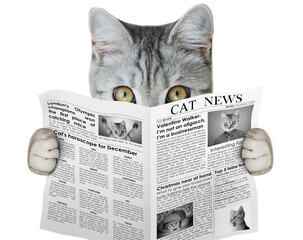 Scottish cat holding and reading a newspaper. Cat's news
