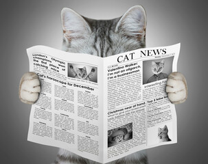 Scottish cat holding and reading a newspaper. Cat's news