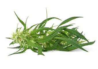 cannabis plant lying on white isolated background