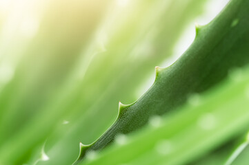 macro leaves of aloe vera, natural background