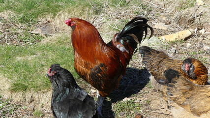 Backyard Chickens next to a tree stump Red and black flock with roosters and hens