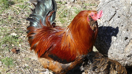 Backyard Chickens next to a tree stump Red and black flock with roosters and hens