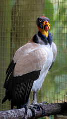 King Vulture