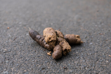 Brown poop on asphalt road