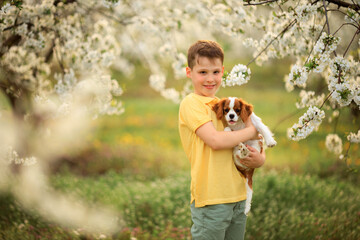 children and pets. outdoor games with dogs. child boy 10 years old walks a pet dog cavalier king...