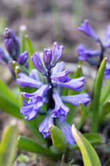 Large flower bed with purple hyacinths, traditional easter flowers,easter spring background. selective focus. Ideal for greeting festive postcard.Fresh early spring blue hyacinth bulbs