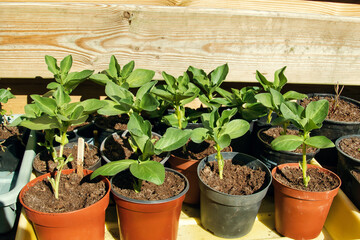 Seedlings of broad beans in pots.
