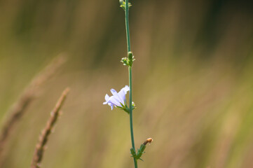 Closeup of blue common chicory flower in bloom with blurred plants on background