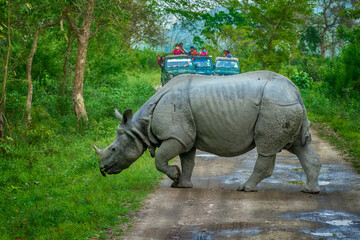Indian One horned Rhinoceros crossing the road