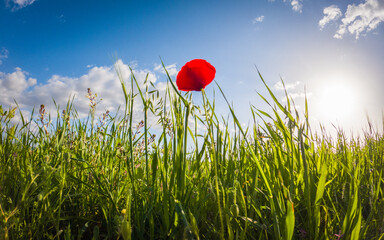 poppy flower