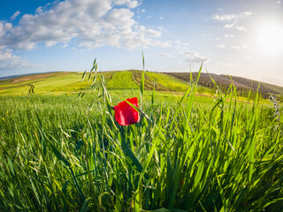 poppy flower