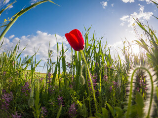 poppy flower