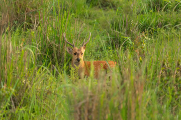 Spotted Deer