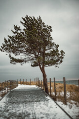 Lonely tree, Hel, Poland