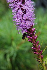Liatris spikelet begins to bloom. Pink-purple flowers with long thin petals bloom next to each...