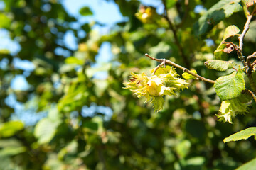 Hazel orchard in the French Lot