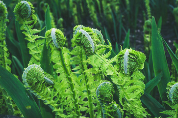Beautyful ferns leaves in spring
