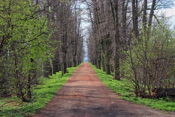 A front view to the long alley of hight trees with road in the middle at Rajhrad, Czech republic