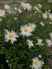 Fototapeta premium cute beautiful daisies with long fluffy petals. chrysanthemum leucanthemum maximum. white blooming Leucanthemum Old Court Variety with yellow stamens. Floral wallpaper