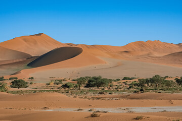 Fototapeta na wymiar Namibia, the Namib desert, grass in the red dunes in rain season 